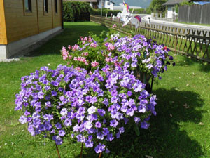 Blumenschmuck am Vereinsgelände